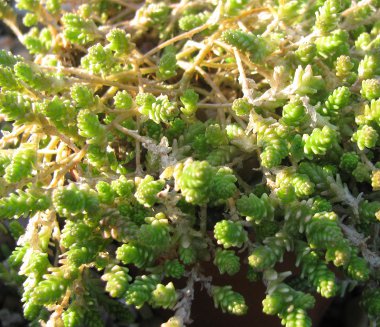 Sedum acre 'Golden Queen'